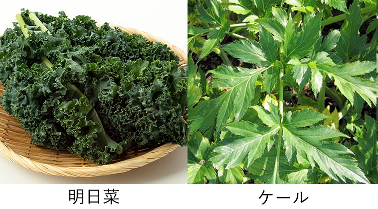 ファミリー・ライフ 九州産野菜使用 いつもの青汁
