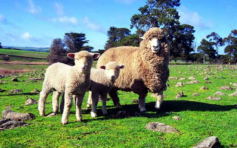タクトコーポレーション メリノン 羊掛け毛布 セミダブル
