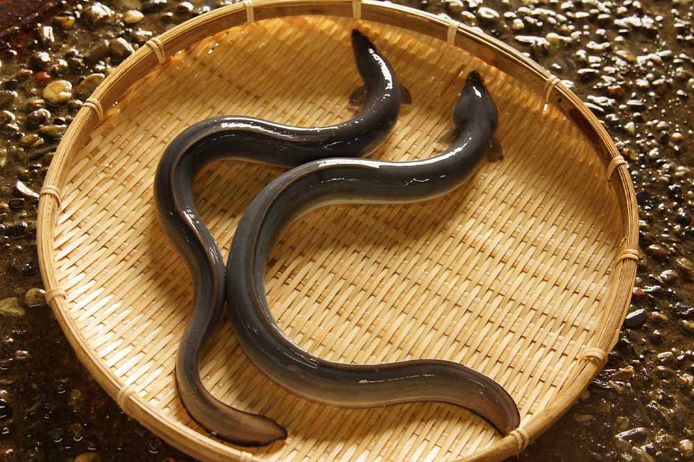 四万十味紀行 高知 「四万十味紀行」 高知県産うなぎ蒲焼カット 632-3 1セット:蒲焼カット70g×3、たれ15ml×3