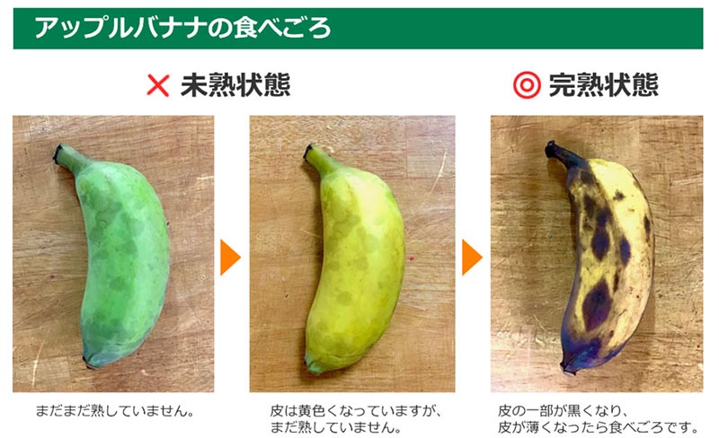 築地おぐま屋 沖縄県産アップルバナナ 1kg (8本前後)