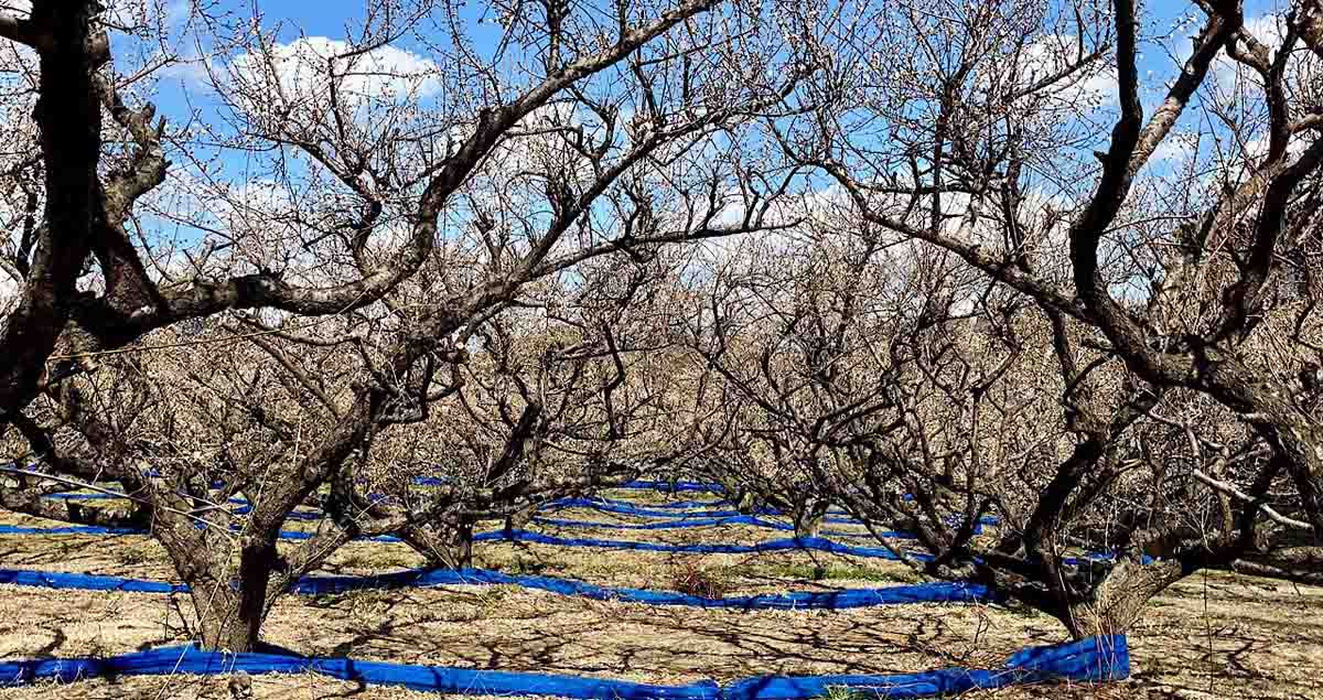 愛須食品 和歌山県産 紀州南高梅 梅干家あいす 毎日食べたくなるかつお梅干し
