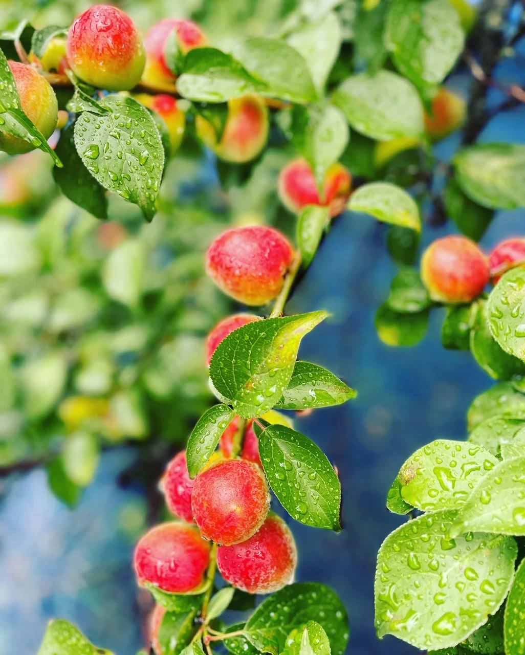 愛須食品 和歌山県産 紀州南高梅 梅干家あいす 毎日食べたくなるかつお梅干し