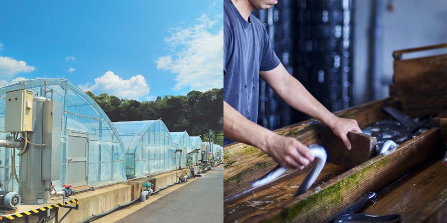 大新 鹿児島県産 うなぎ蒲焼 カット 10袋 1セット
