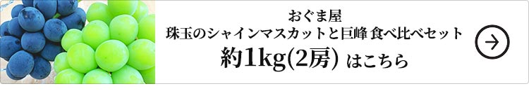 おぐま屋 珠玉のシャインマスカットと巨峰食べ比べセット約1kg 1セット：約1kg（計2房入）