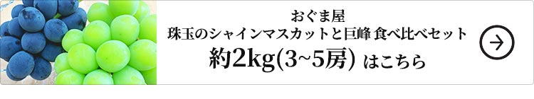 おぐま屋 珠玉のシャインマスカットと巨峰食べ比べセット約2kg 1セット：約2kg（計3-5房入）