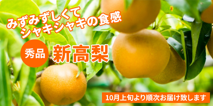 【10月上旬より出荷】みずみずしくてシャキシャキの食感！新高梨