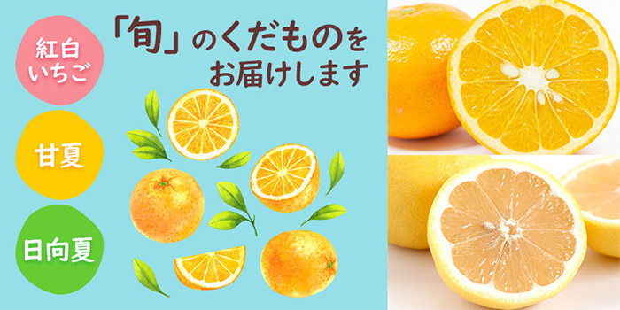 「日向夏」「甘夏」「紅白いちご」旬なくだものをお届けします