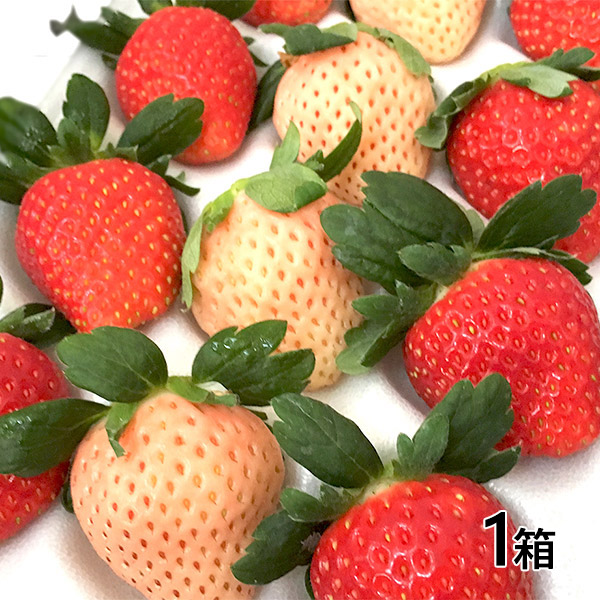 おぐま屋 茨城県産 夢ファームの紅白いちごセット1箱