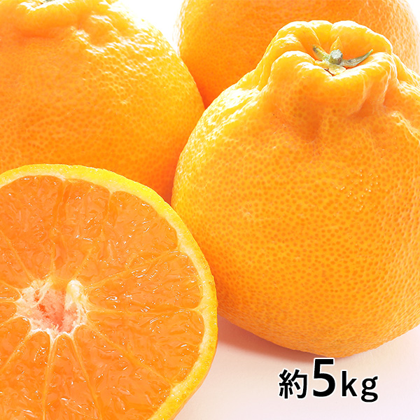 おぐま屋 熊本県産 デコポン5kg