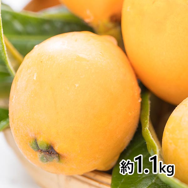 おぐま屋 茂木びわ 4パック 約1.1kg