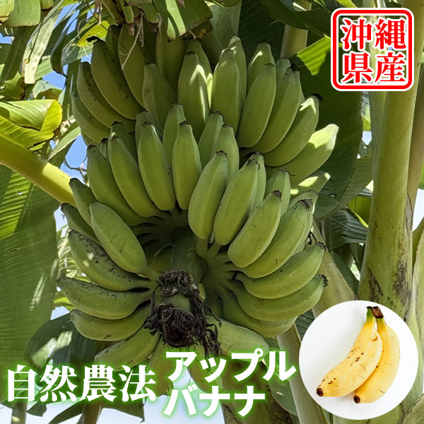 築地おぐま屋 沖縄県産アップルバナナ 2キロ入り（16本前後）