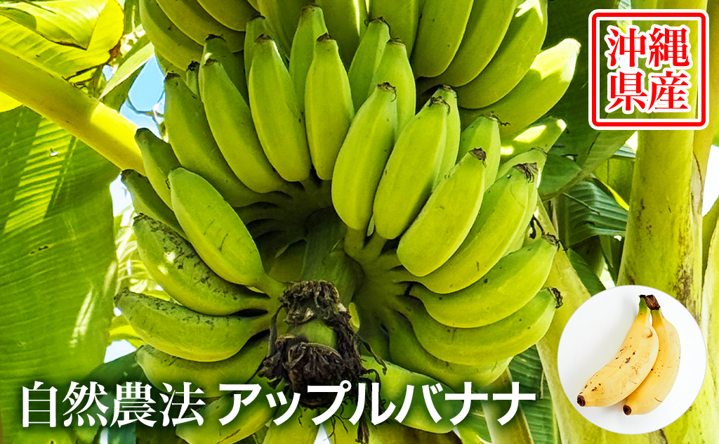 夏のごちそうにぴったり！希少なやんばる産無農薬アップルバナナ