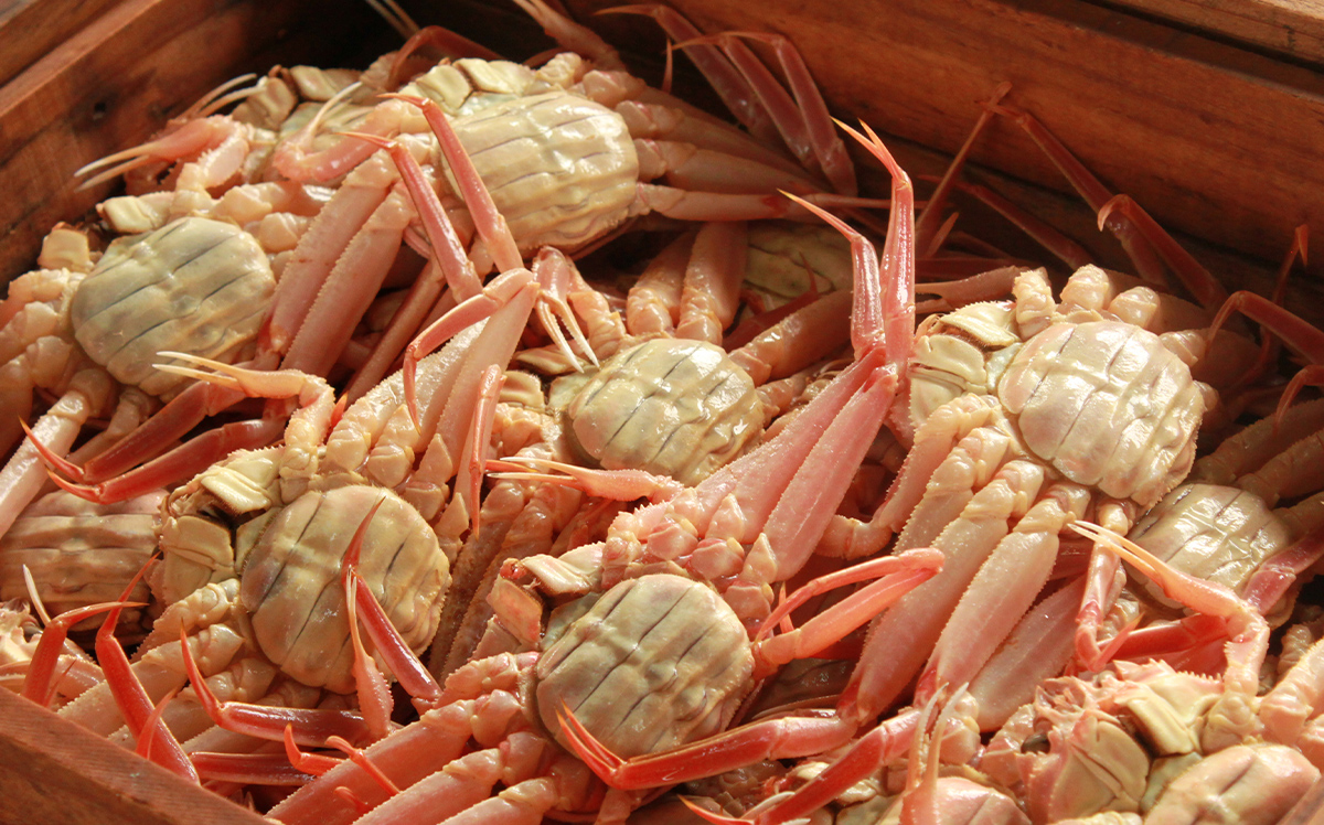 数量限定の訳あり品!「兵庫県香住産 セコガニ」一度食べるとやみつきに!?