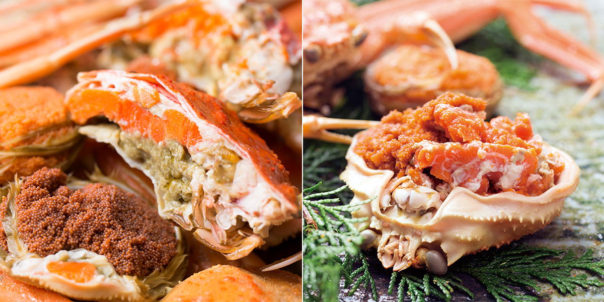 数量限定の訳あり品!「兵庫県香住産 セコガニ」一度食べるとやみつきに!?