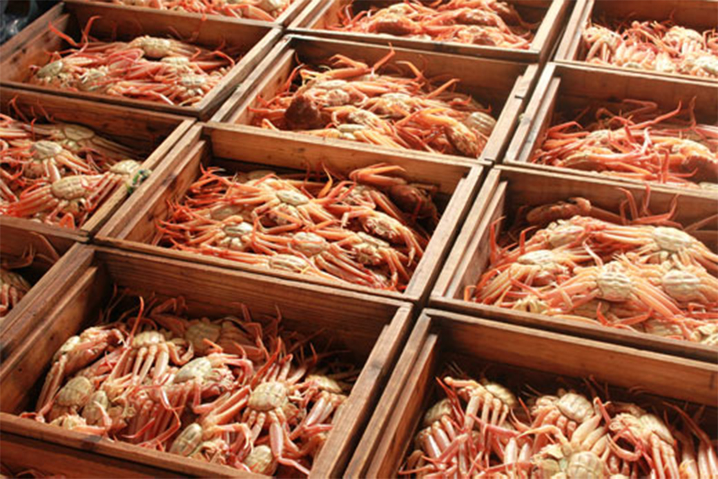 数量限定の訳あり品!「兵庫県香住産 セコガニ」一度食べるとやみつきに!?
