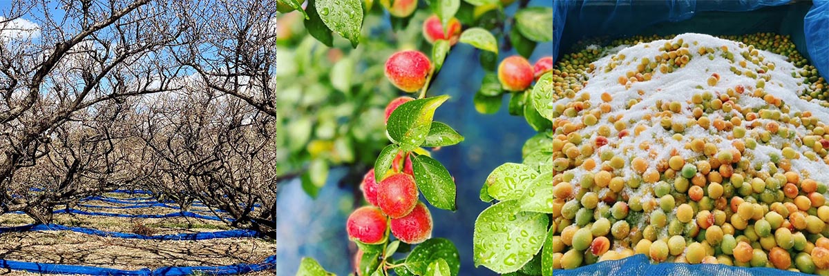 雹（ひょう）被害に負けない梅農家がつくった4種類の「訳あり」梅干し