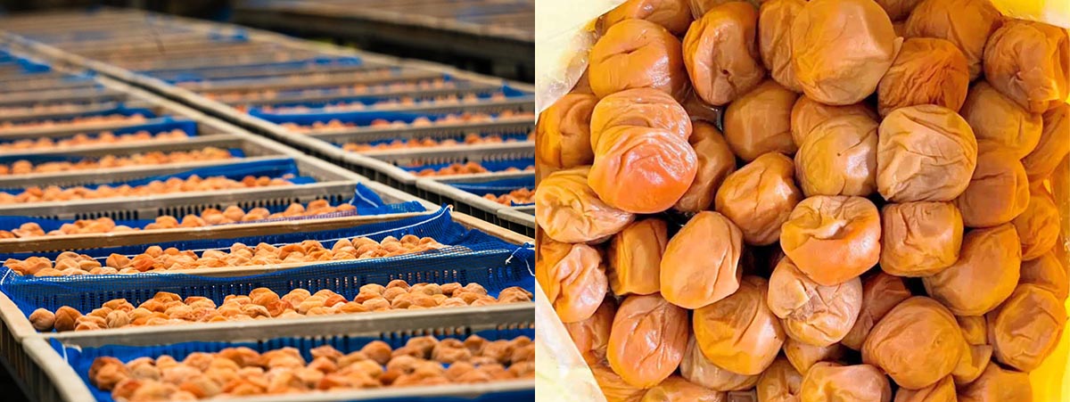 雹（ひょう）被害に負けない梅農家がつくった4種類の「訳あり」梅干し