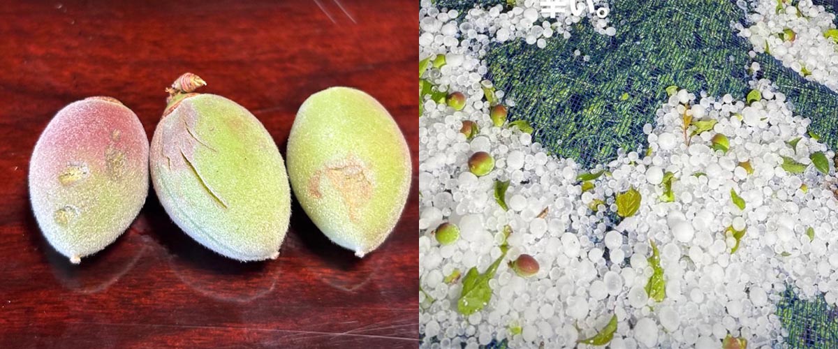 雹（ひょう）被害に負けない梅農家がつくった4種類の「訳あり」梅干し