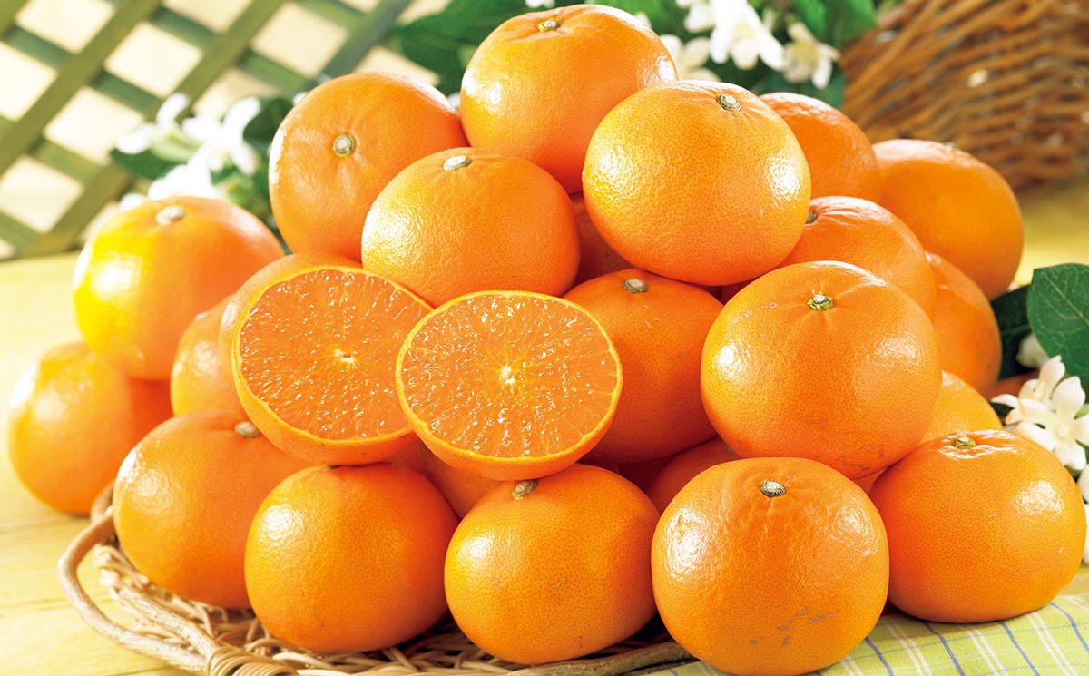 「訳あり」高級フルーツせとか 露地栽培で果汁たっぷり、まるでゼリーのような食感