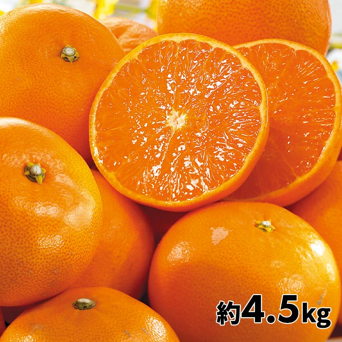 【訳あり】一品一会 愛媛県産 露地せとか 4.5kg前後 1箱：4.5kg前後（14~27玉）